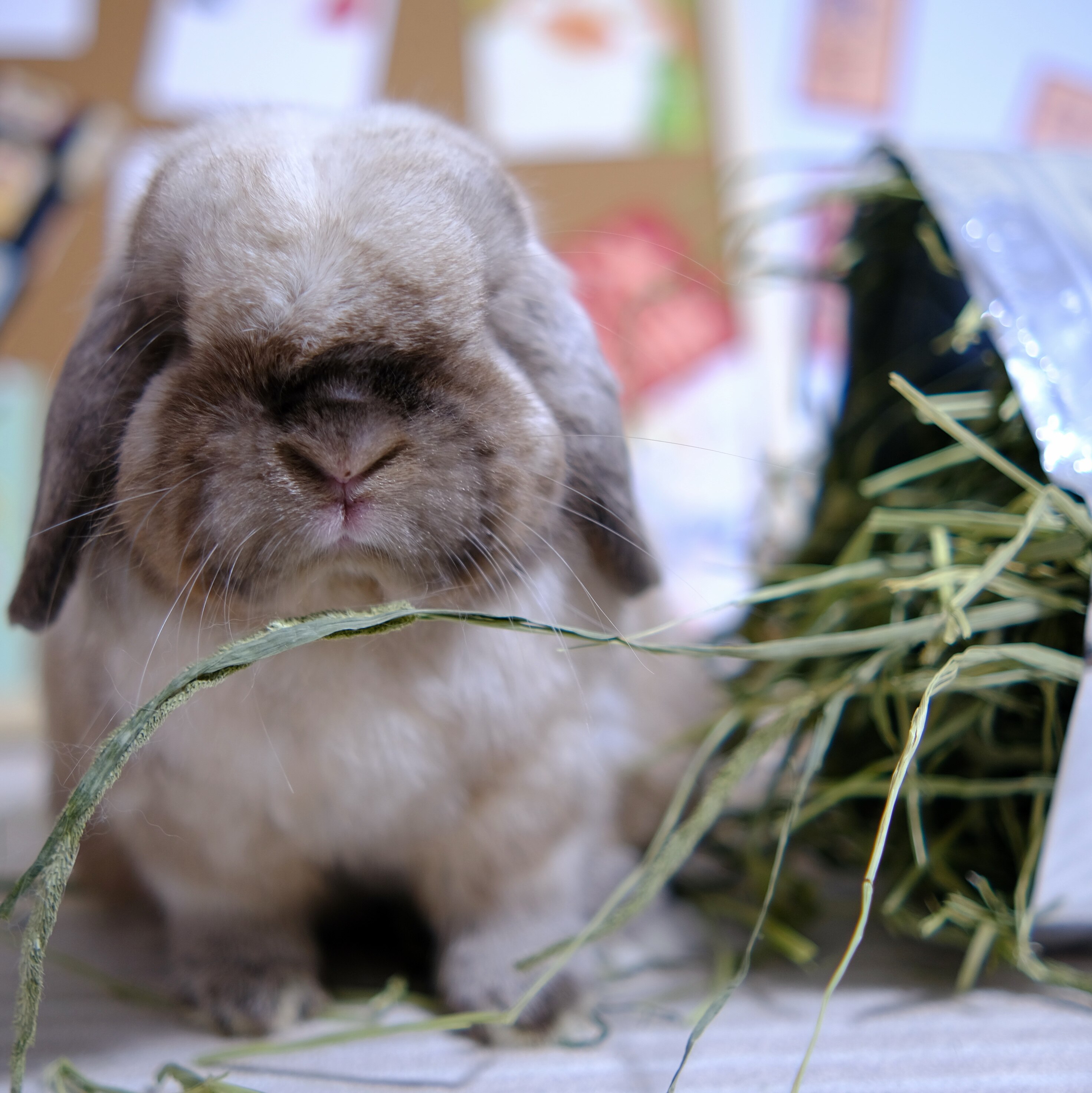 Group purchase of 4 catties of 22 years of hand-picked sun-dried Timothy grass north of new grass rabbit chinchilla guinea pig ration grass