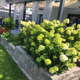 Pane Hydrangea Herb Strawberry Flower Seedling Lime Lamp Hydrangea Cold Hardy Sunshine Flower Summer Beauty Potted Plant