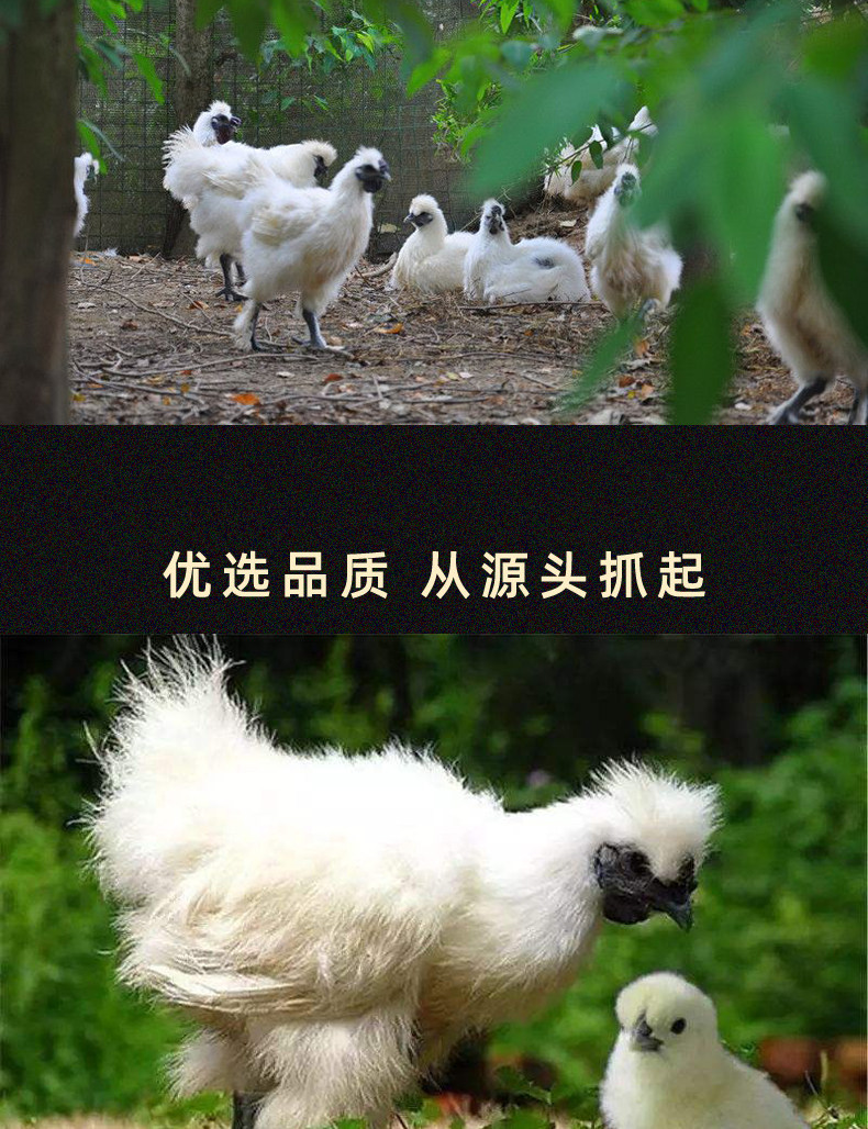 White Phoenix Black Chicken_03.jpg