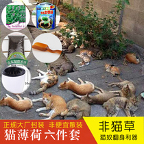 Cat Grass Cat Mint Seed Suit Potted to Hair Balls Turtball Cookies Teasing Cat Toy Pink Cat Snacks
