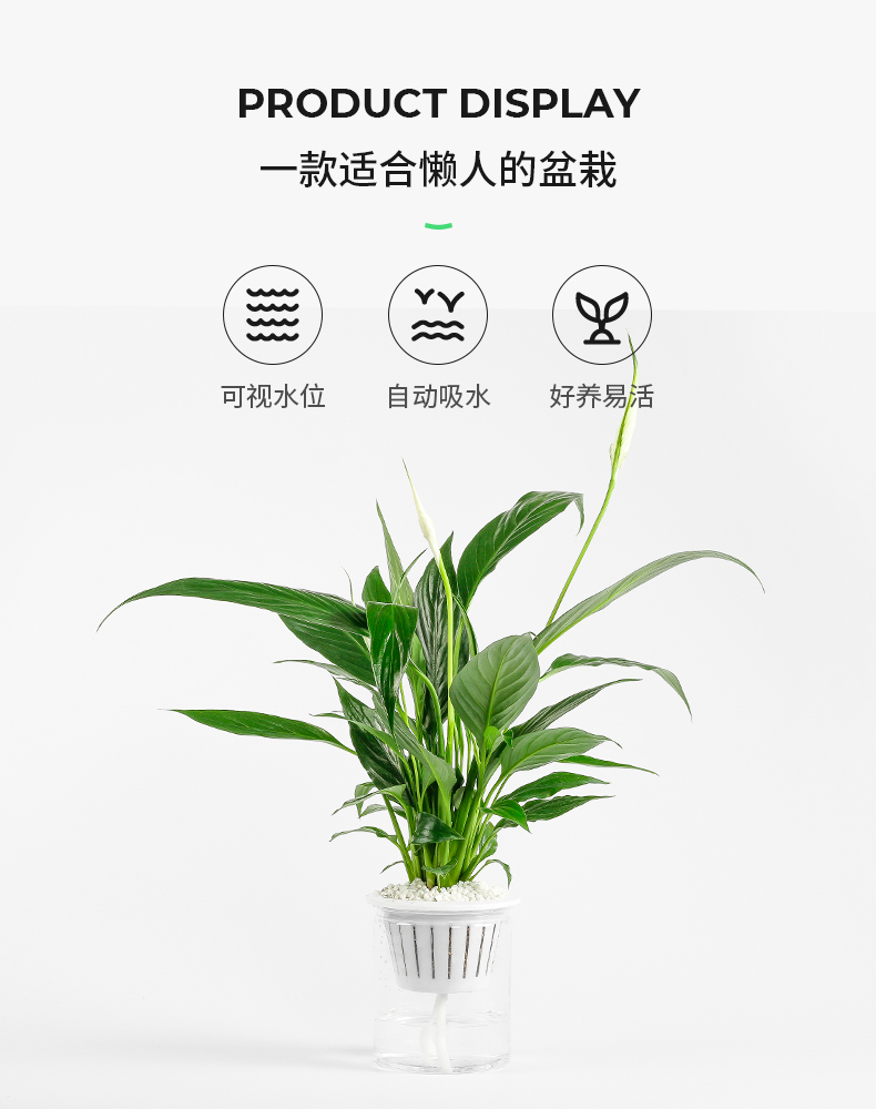 绿萝+虎皮兰 室内盆栽办公室植物 图2