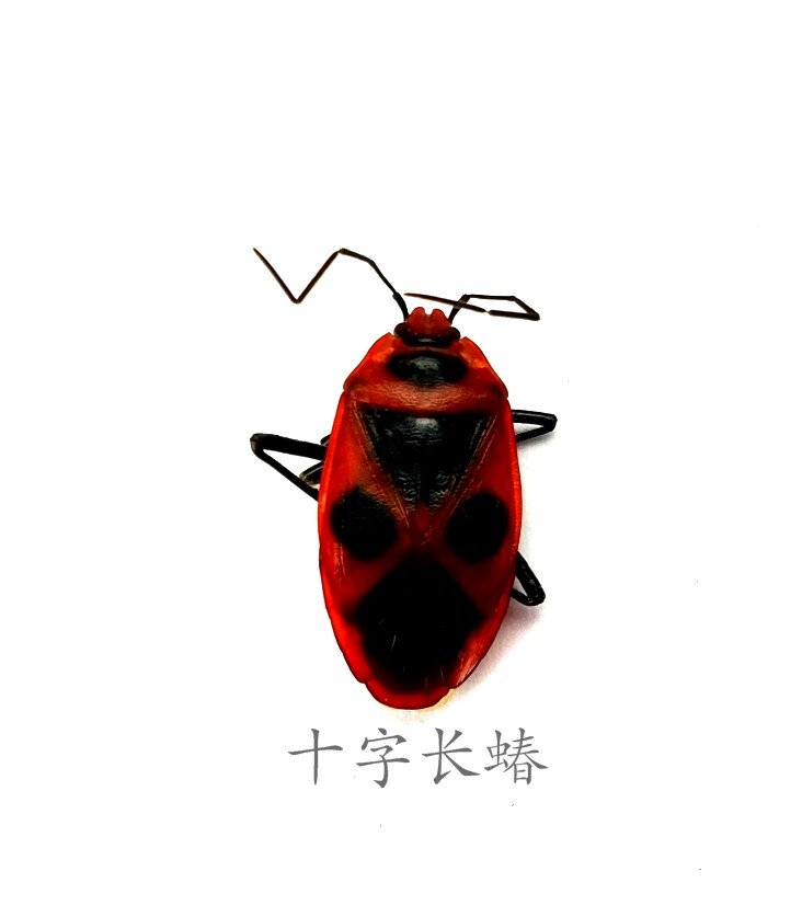 十字长蝽标本 湿虫 未整姿 昆虫标本体长约1.5CM  产地湖北 090