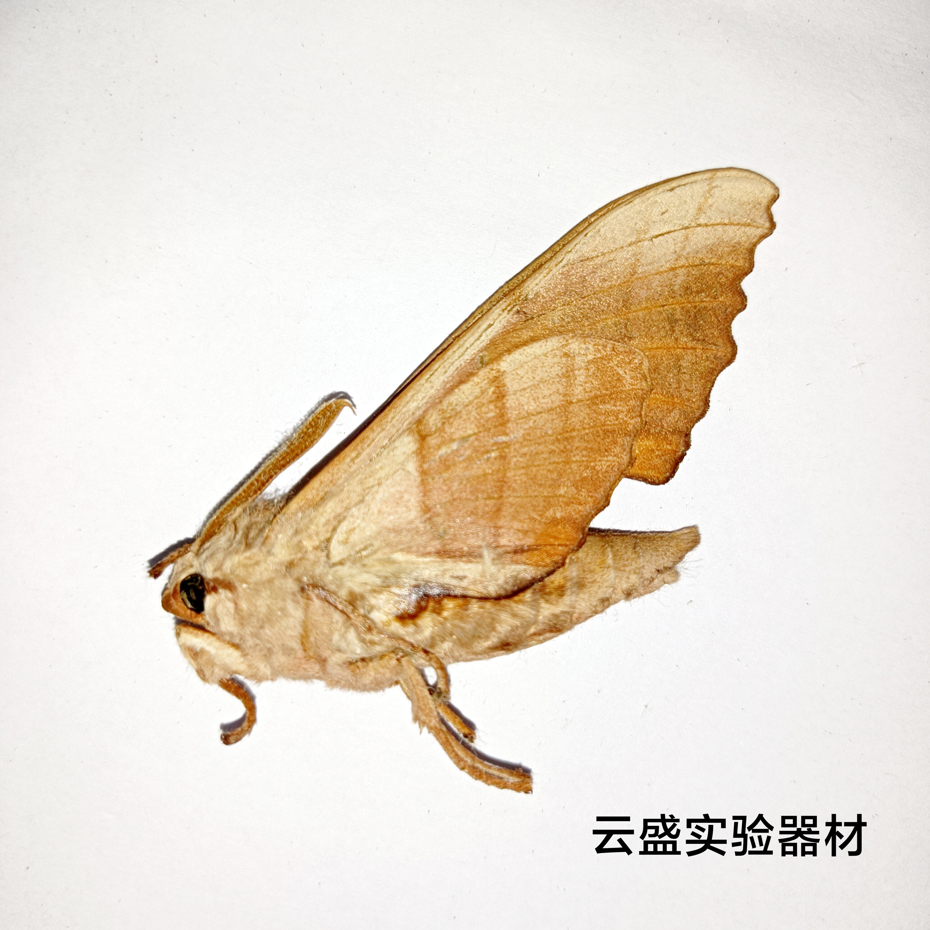 红六点天蛾标本 未展翅原虫  飞蛾标本展翅后约6-7cm产地黑龙江省