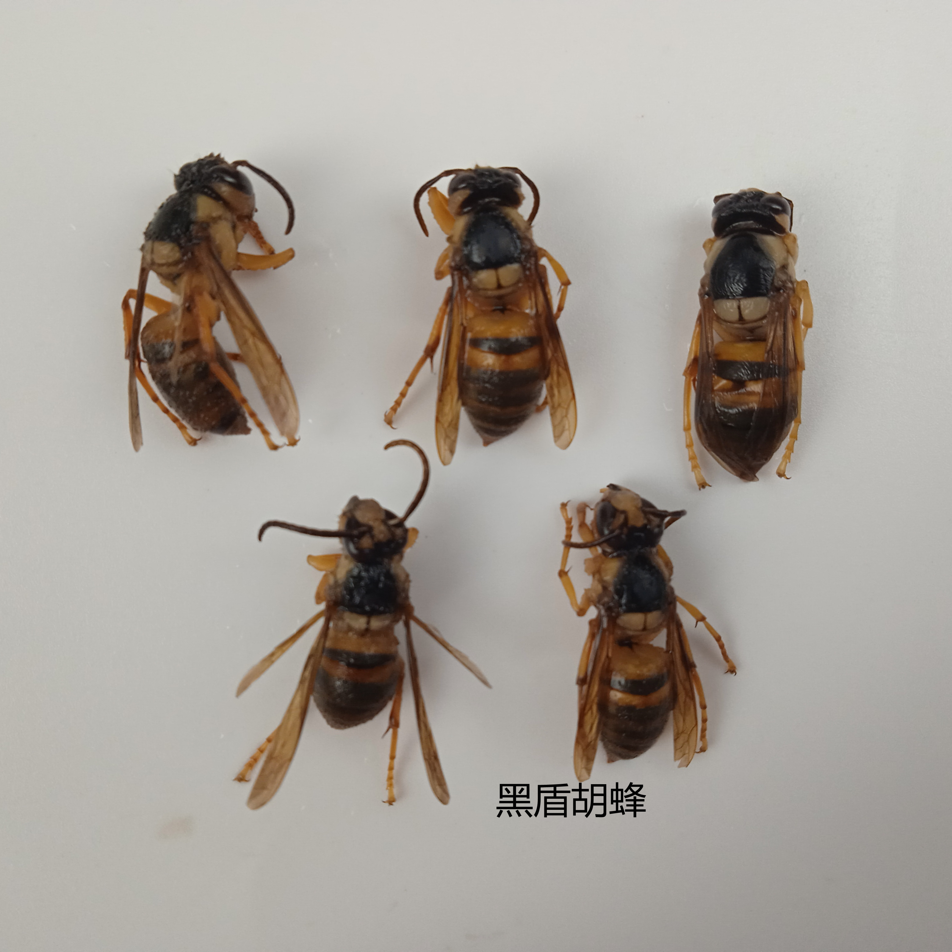 黑盾胡蜂 Vespa bicolor 湿虫未整姿 昆虫标本 产地湖北 108
