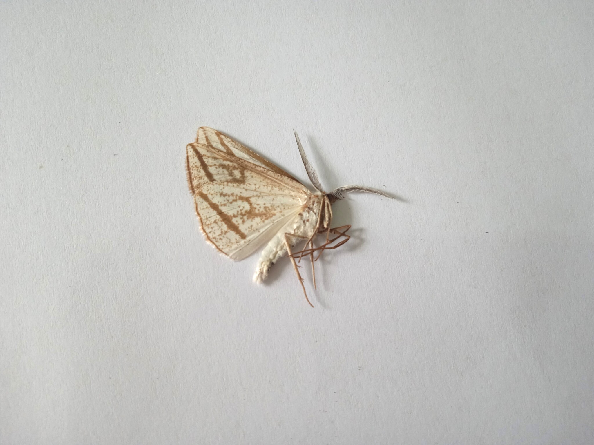 蛾类标本 未展翅飞蛾 鳞翅目 产地黑龙江 057 展翅后约4/5cm