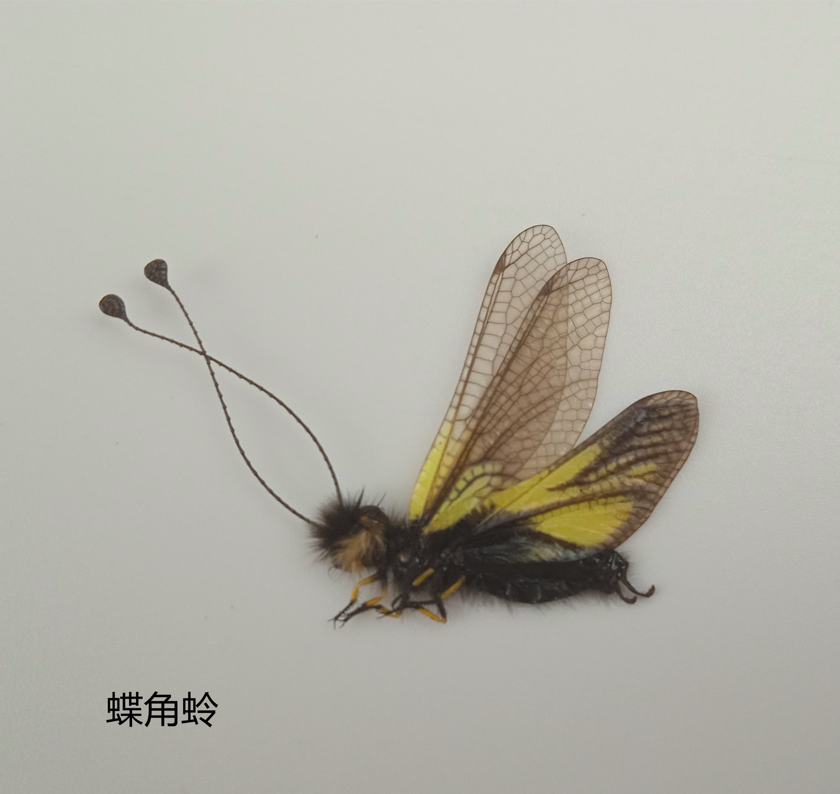 黄花蝶角蛉 Ascalaphus sibiricus Eversmann昆虫 产地黑龙江 024