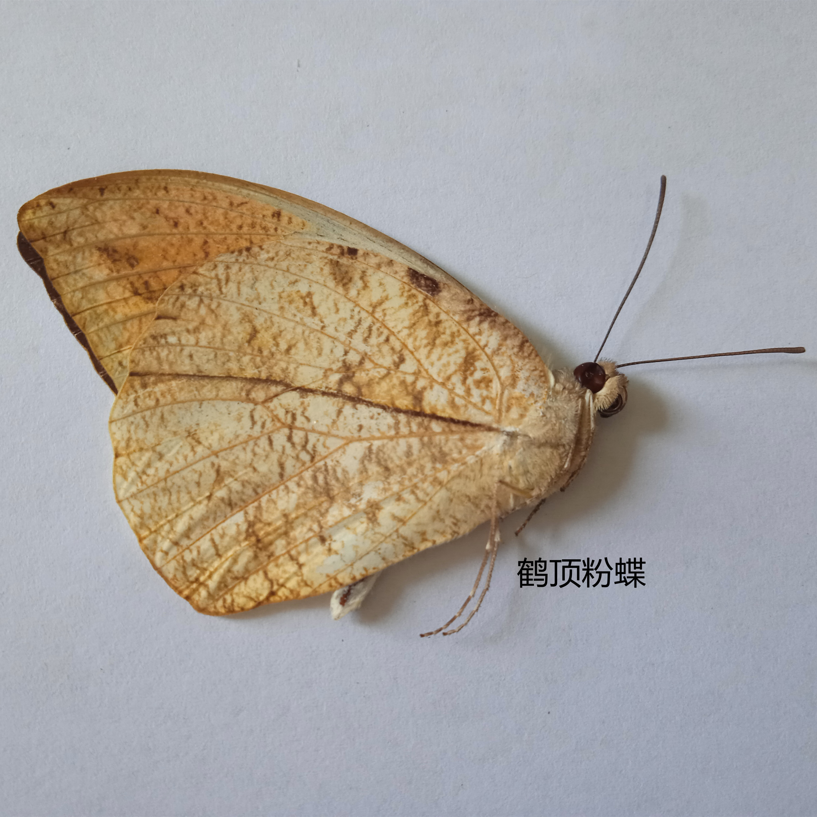 鹤顶粉蝶 Hebomoia glaucippe Linnaeus 蝴蝶标本 产地 云南 023