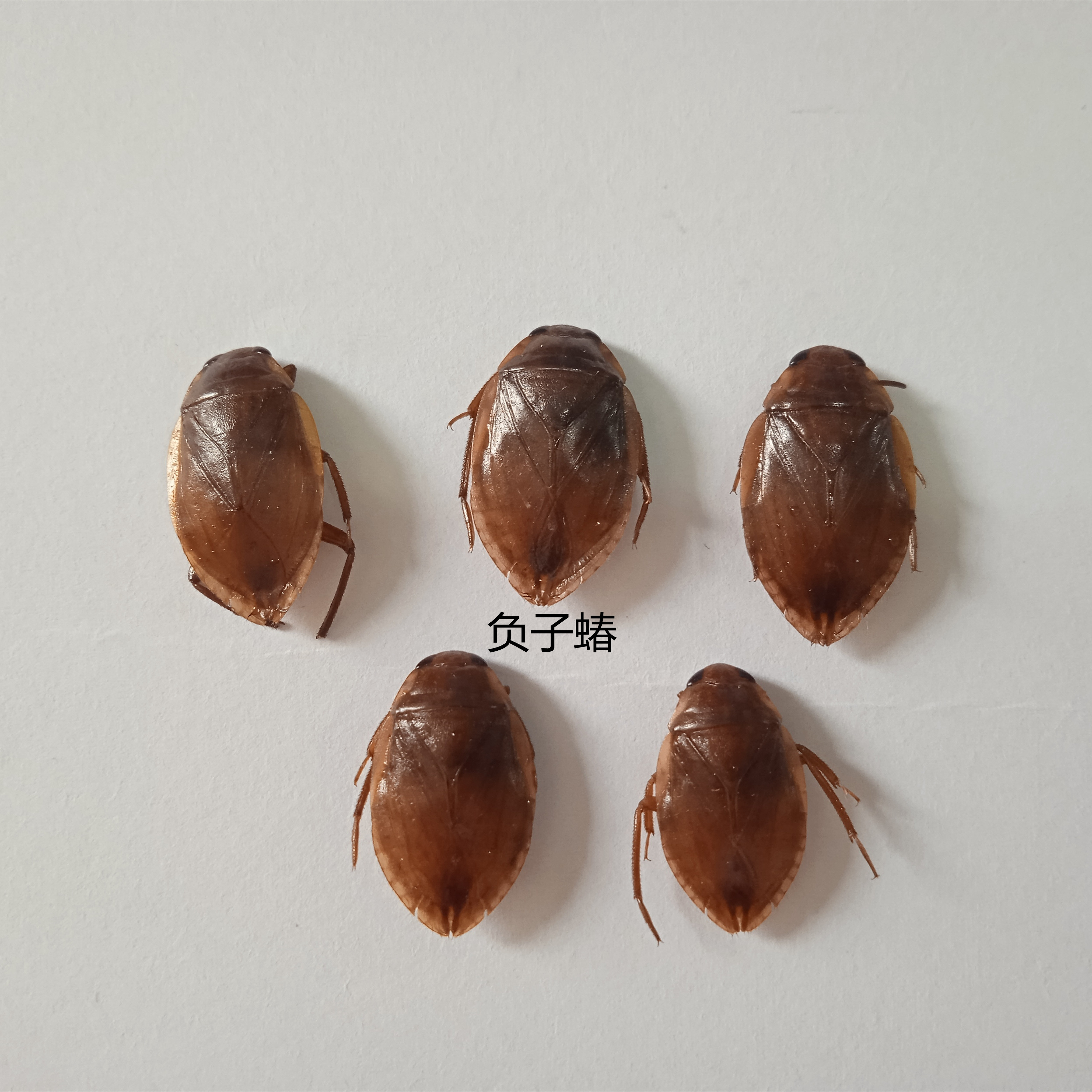 负zi 蝽  湿虫未整姿  昆虫标本 产地湖北 106