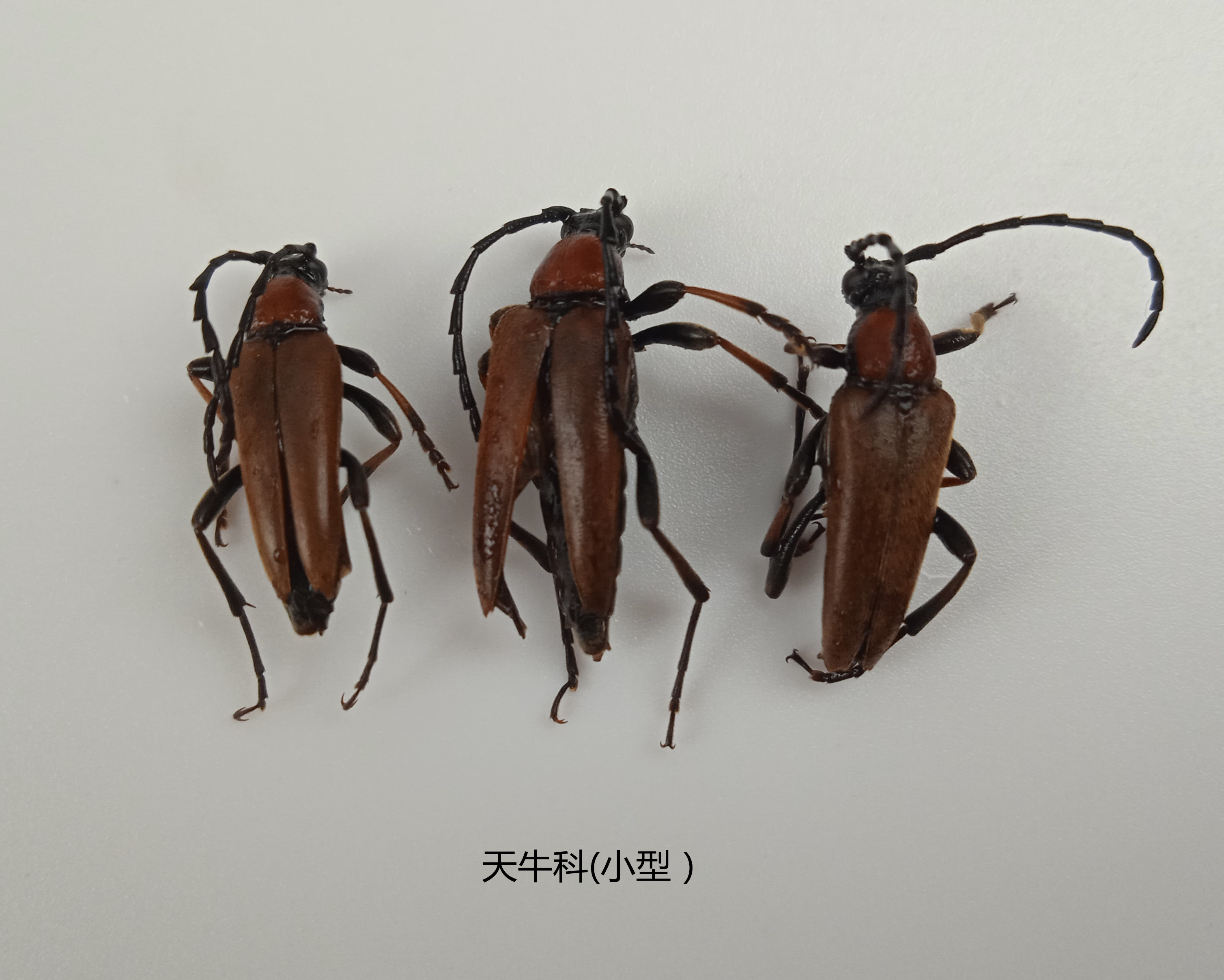 天牛科(小型）湿虫 未整姿  昆虫标本 产地黑龙江 125