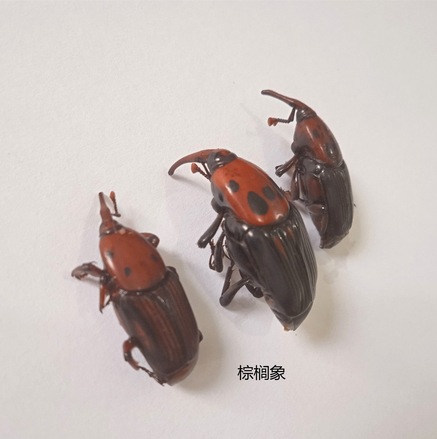 棕榈象 Rhynchophorus ferrugineus 昆虫标本 产地海南 125