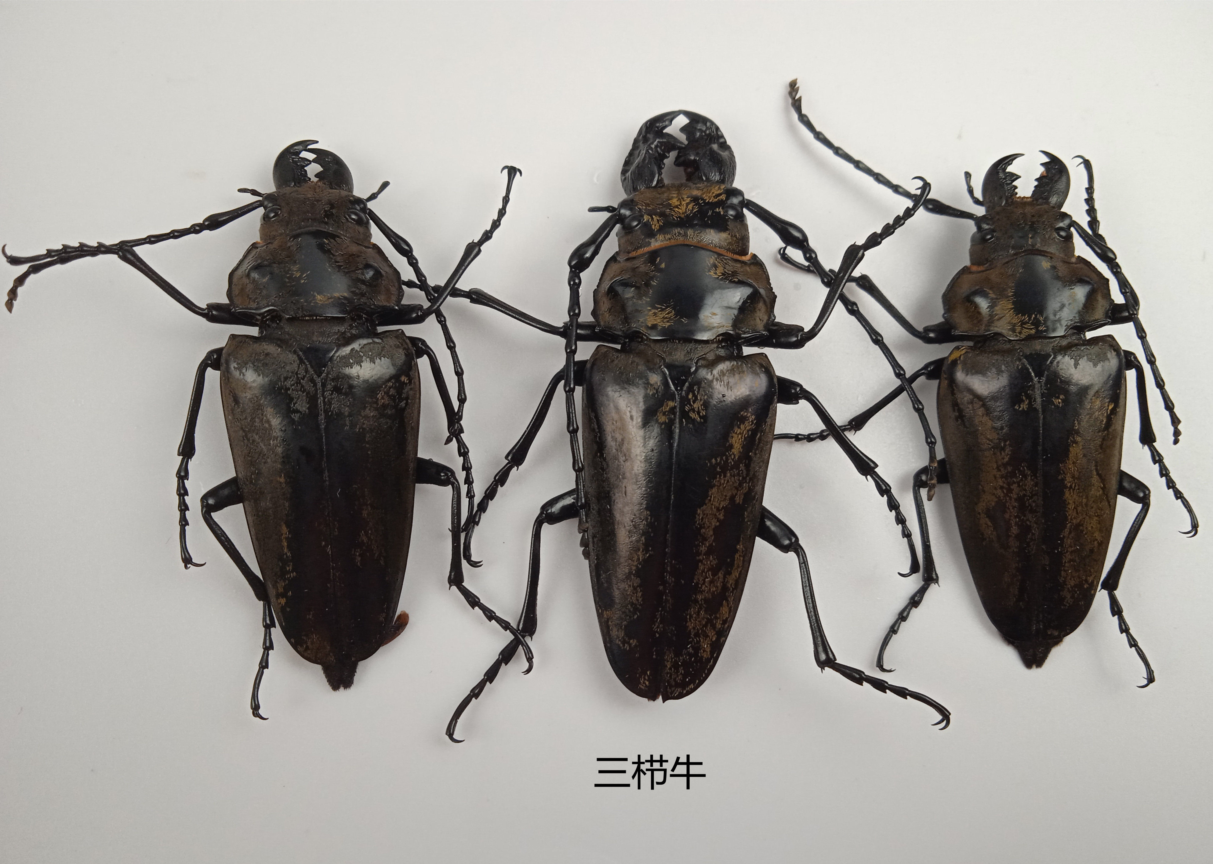 三栉牛标本 湿虫 未整姿  昆虫标本&plusmn;50mm 产地广西 112