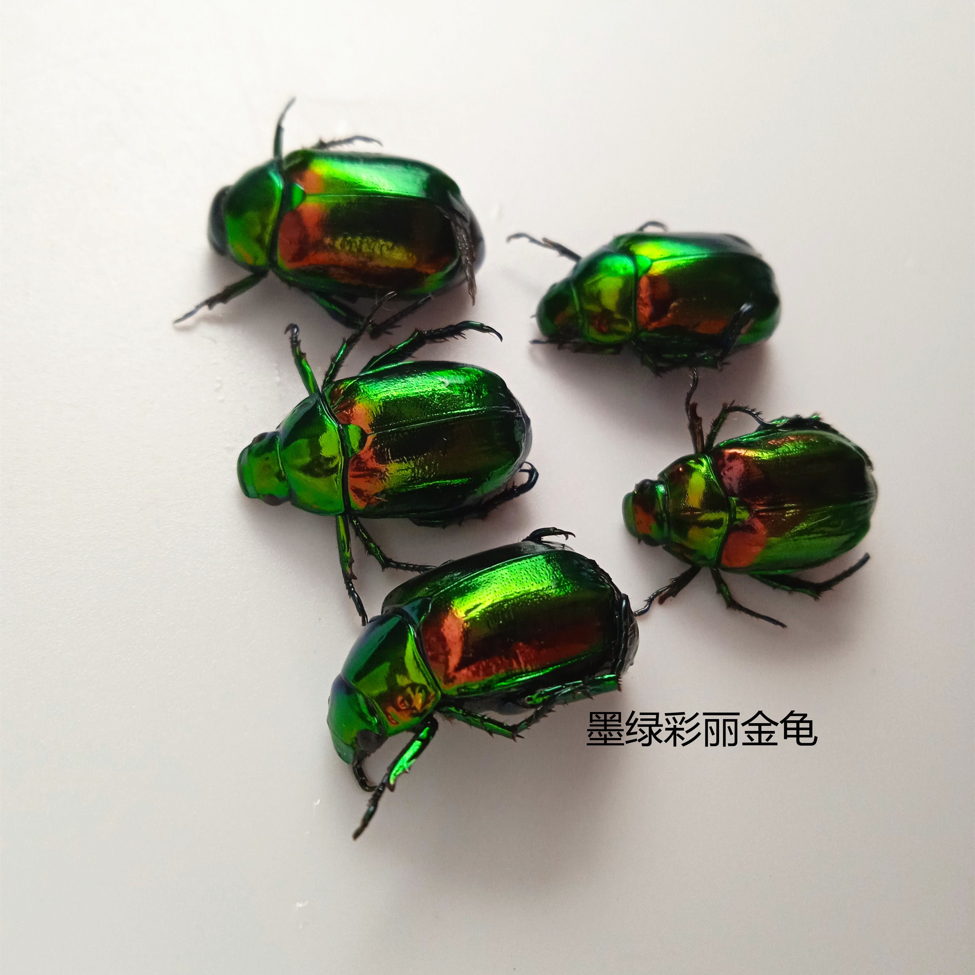 彩丽金龟昆虫标本 Mimela splendens A级品相 广西产湿虫展示标本