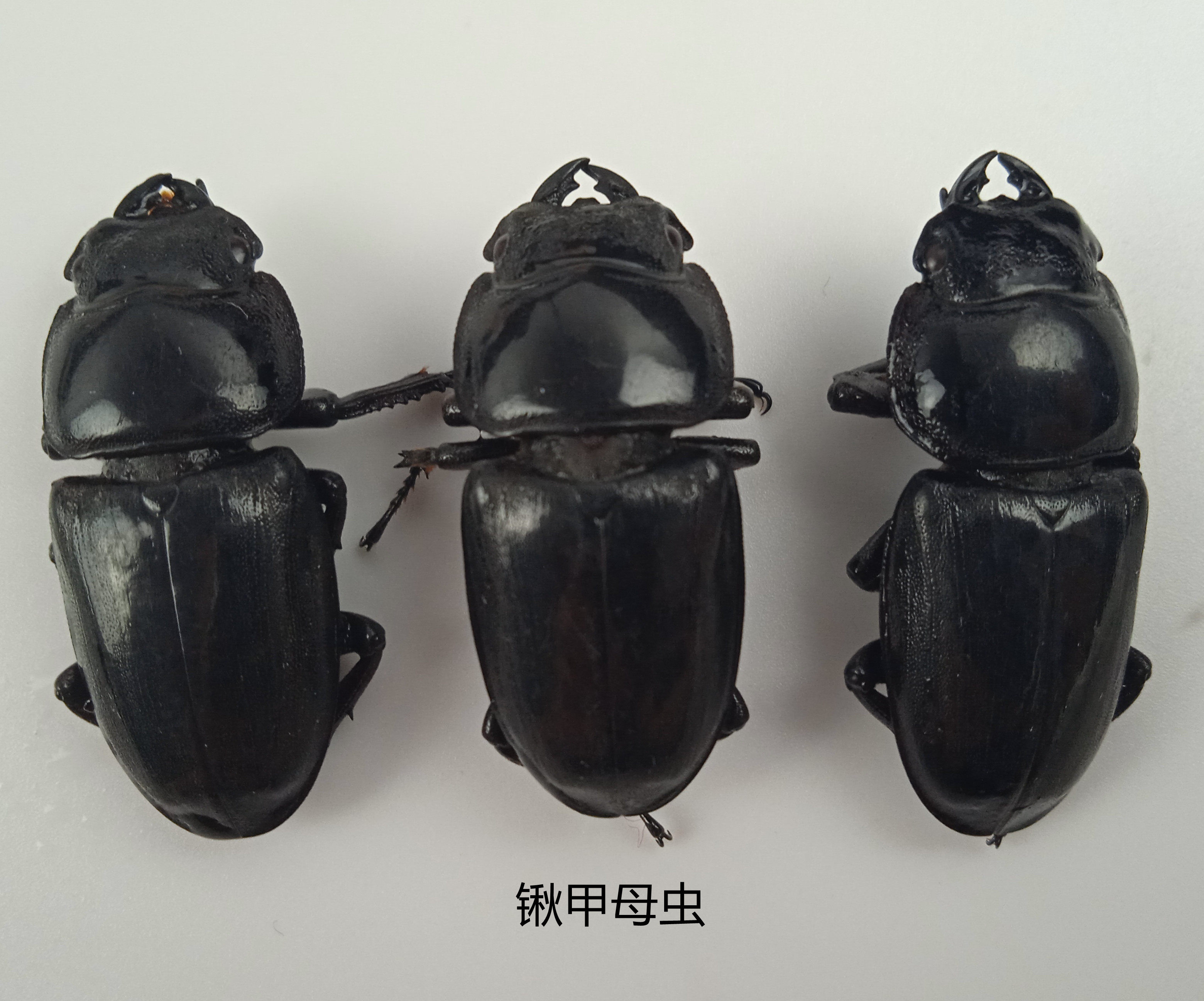中扁锹甲母虫 湿虫 未整姿 昆虫标本&plusmn;31mm 产地湖北 125