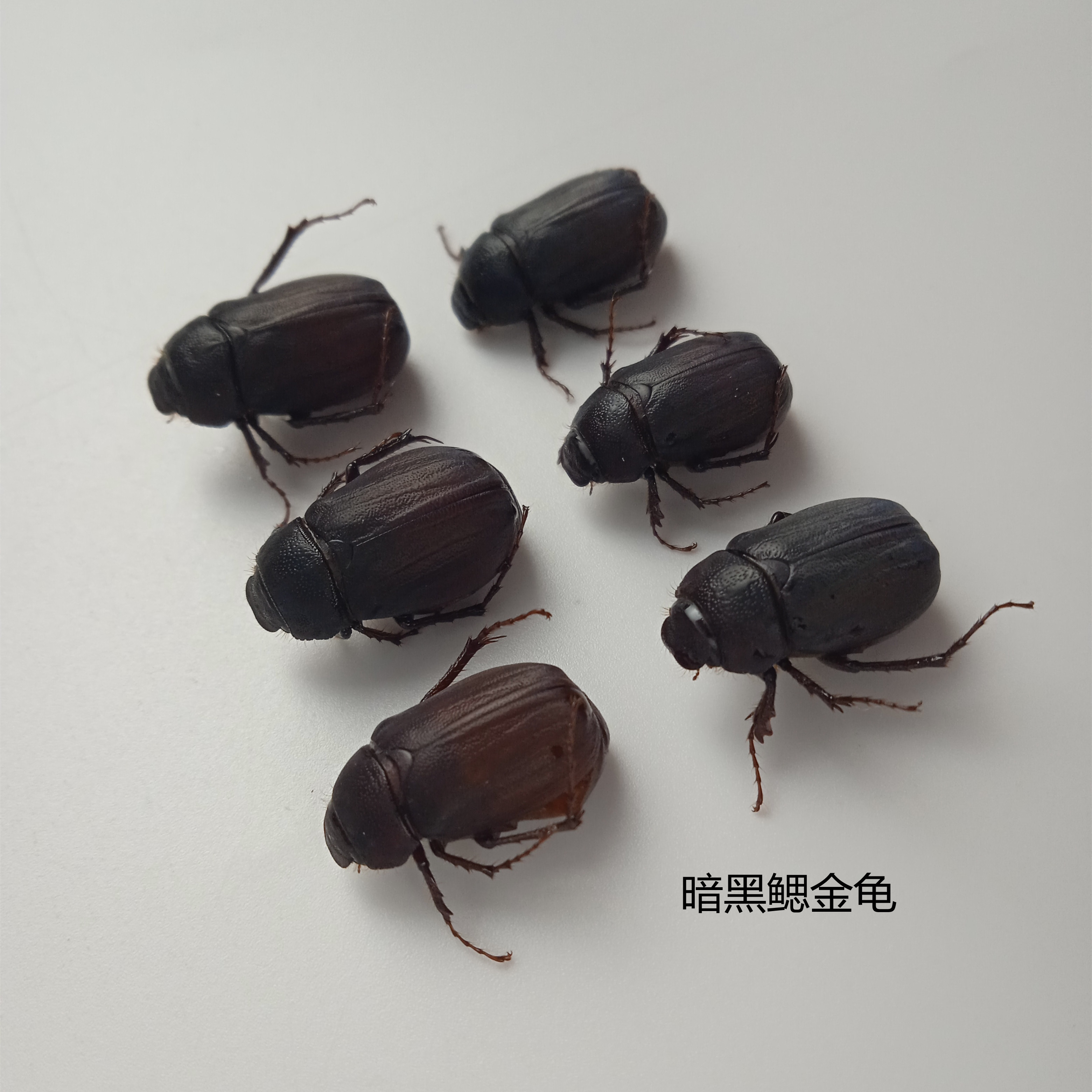 暗黑鳃金龟昆虫标本 黑龙江产A级昆虫标本 湿虫单只收藏品 特色工艺昆虫标本 自然风格装饰标本