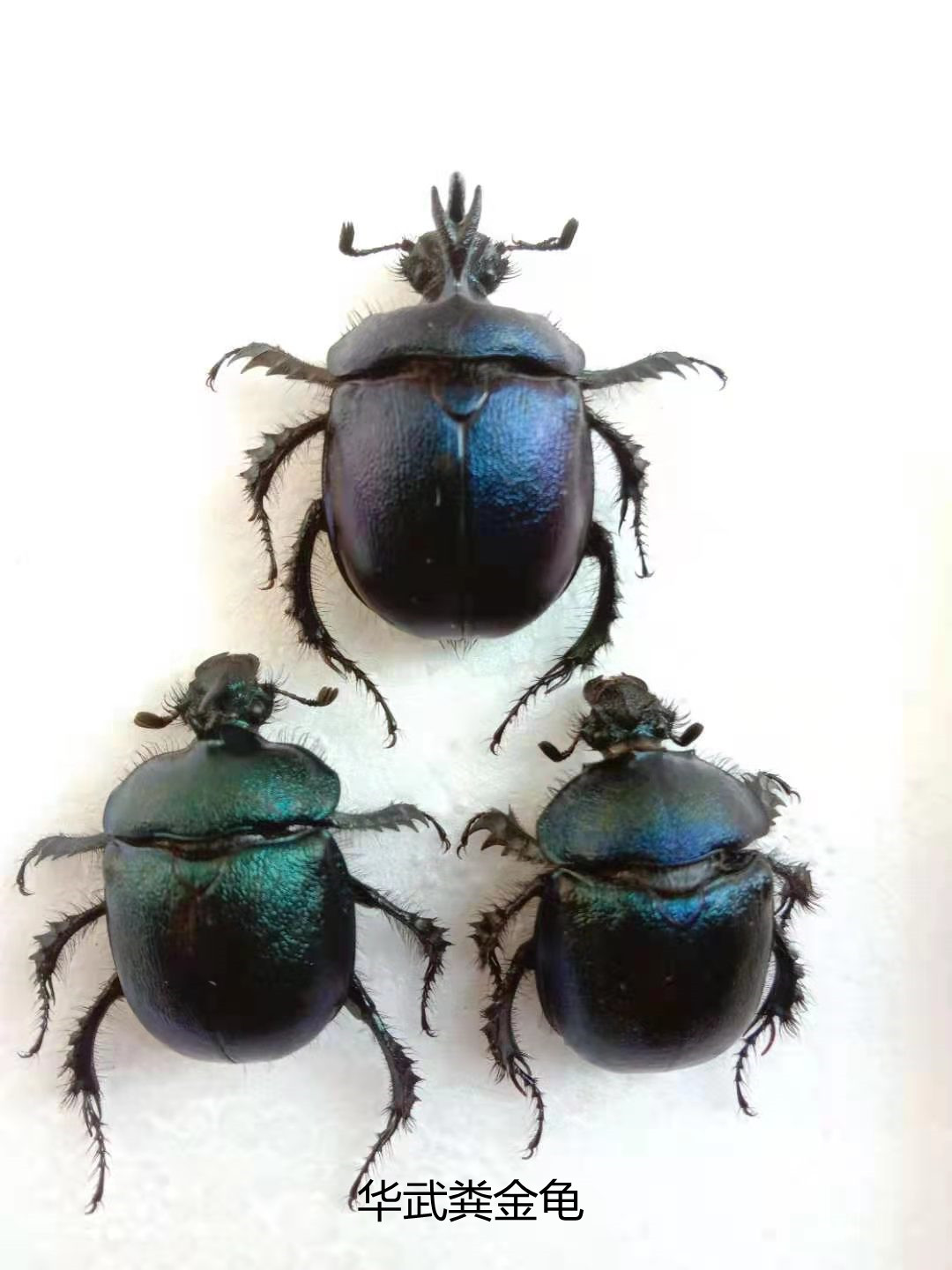 华武粪金龟Enoplotrupes sinensis 昆虫标本尺寸约2CM  产地四川
