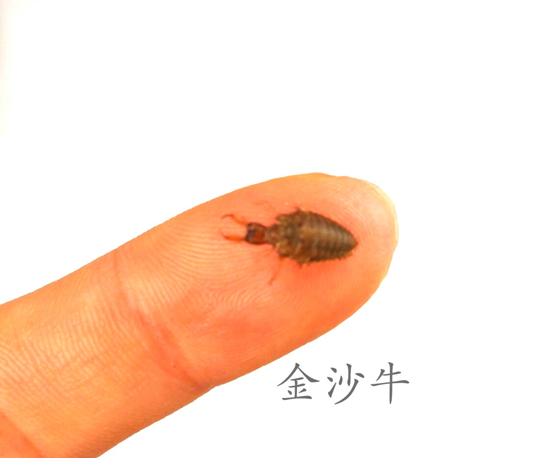 金沙牛标本 （微型昆虫 ）约1厘米以内 湿虫未整姿 产地安徽  090