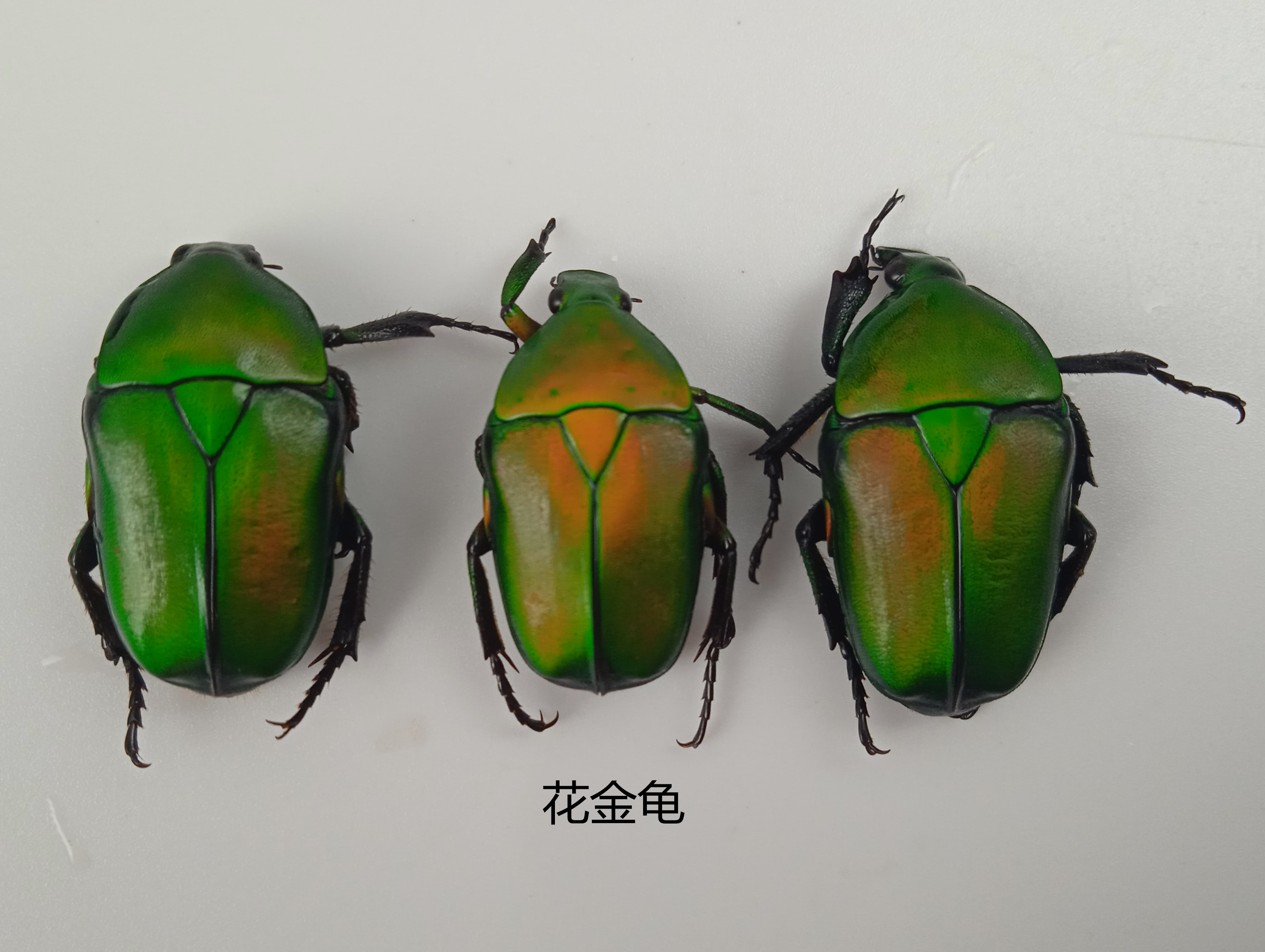 花金龟 湿虫 未整姿  昆虫标本大小&plusmn; 20mm 产地广西 112
