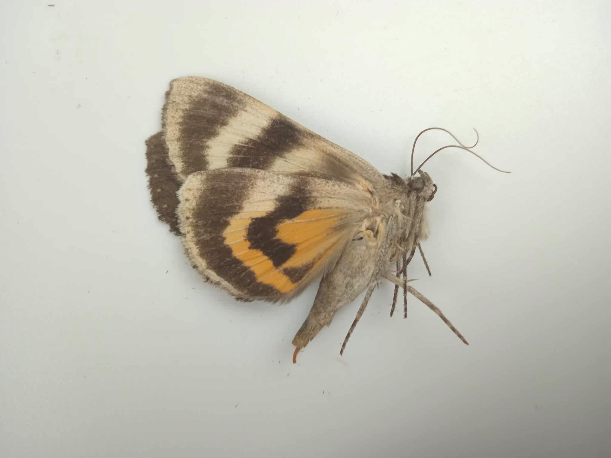 茂裳夜蛾标本 未展翅飞蛾 蛾类产地黑龙江 009 展翅后约4cm