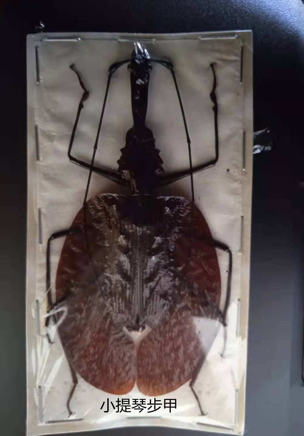 小提琴步甲 Mormolyce phyllodes 昆虫标本 产地印度156