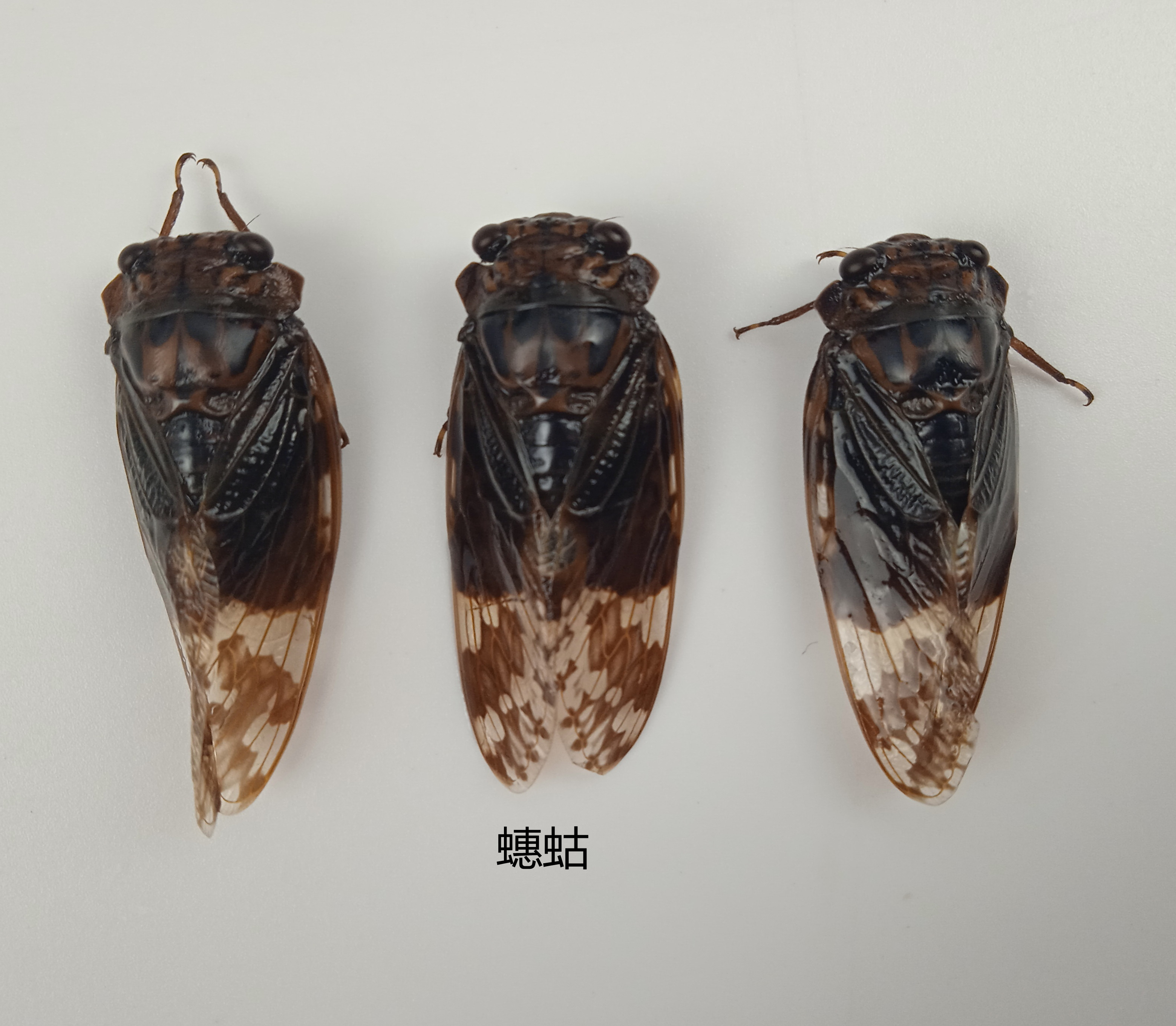 蟪蛄标本 Platypleura kaempferi 昆虫标本 产地湖北 118