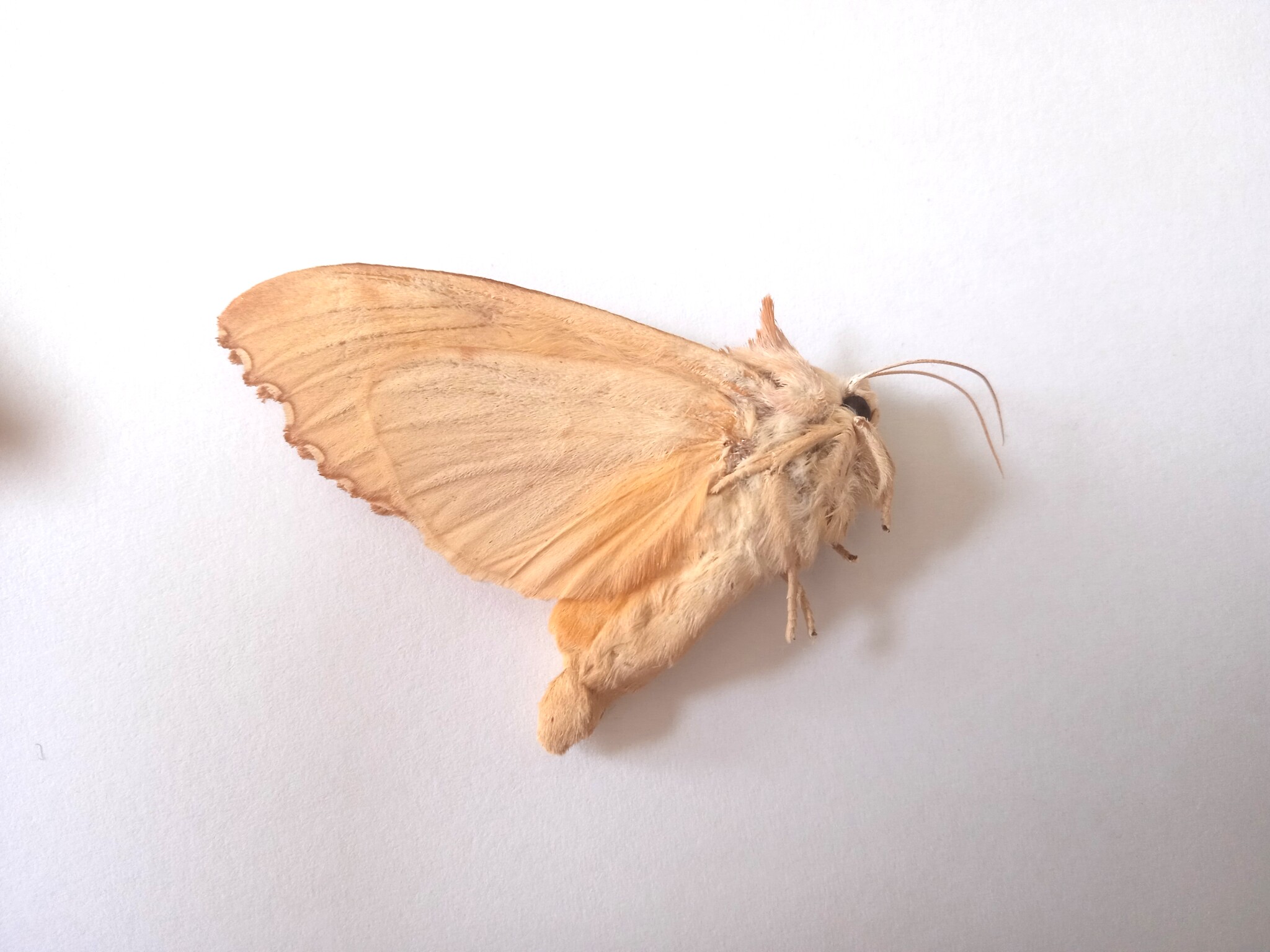 蛾类标本 未展翅飞蛾 鳞翅目 产地黑龙江 014 展翅后约7cm