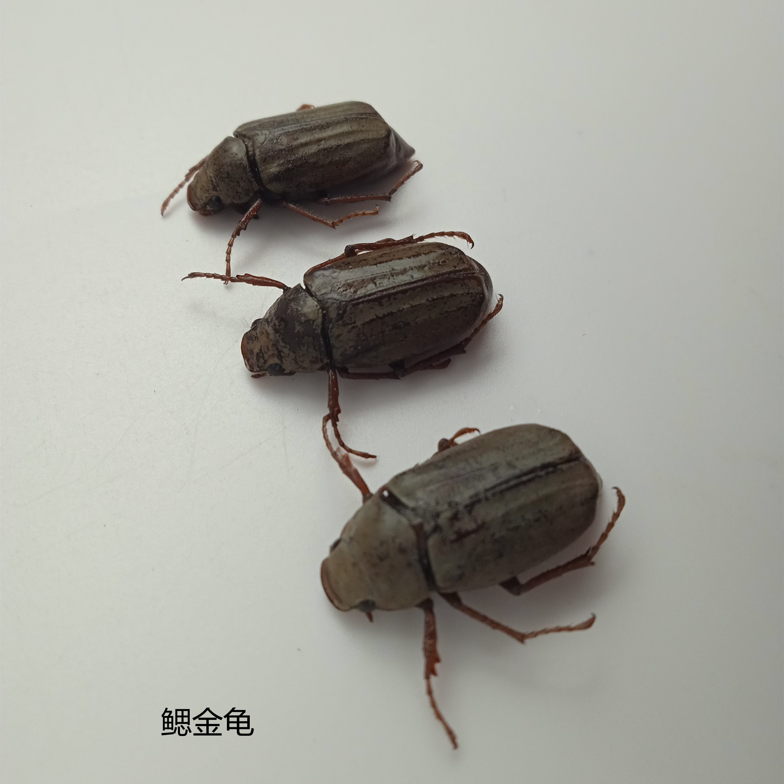 鳃金龟 Polyphylla gracilicomis Blanchard昆虫标本 产地广西112
