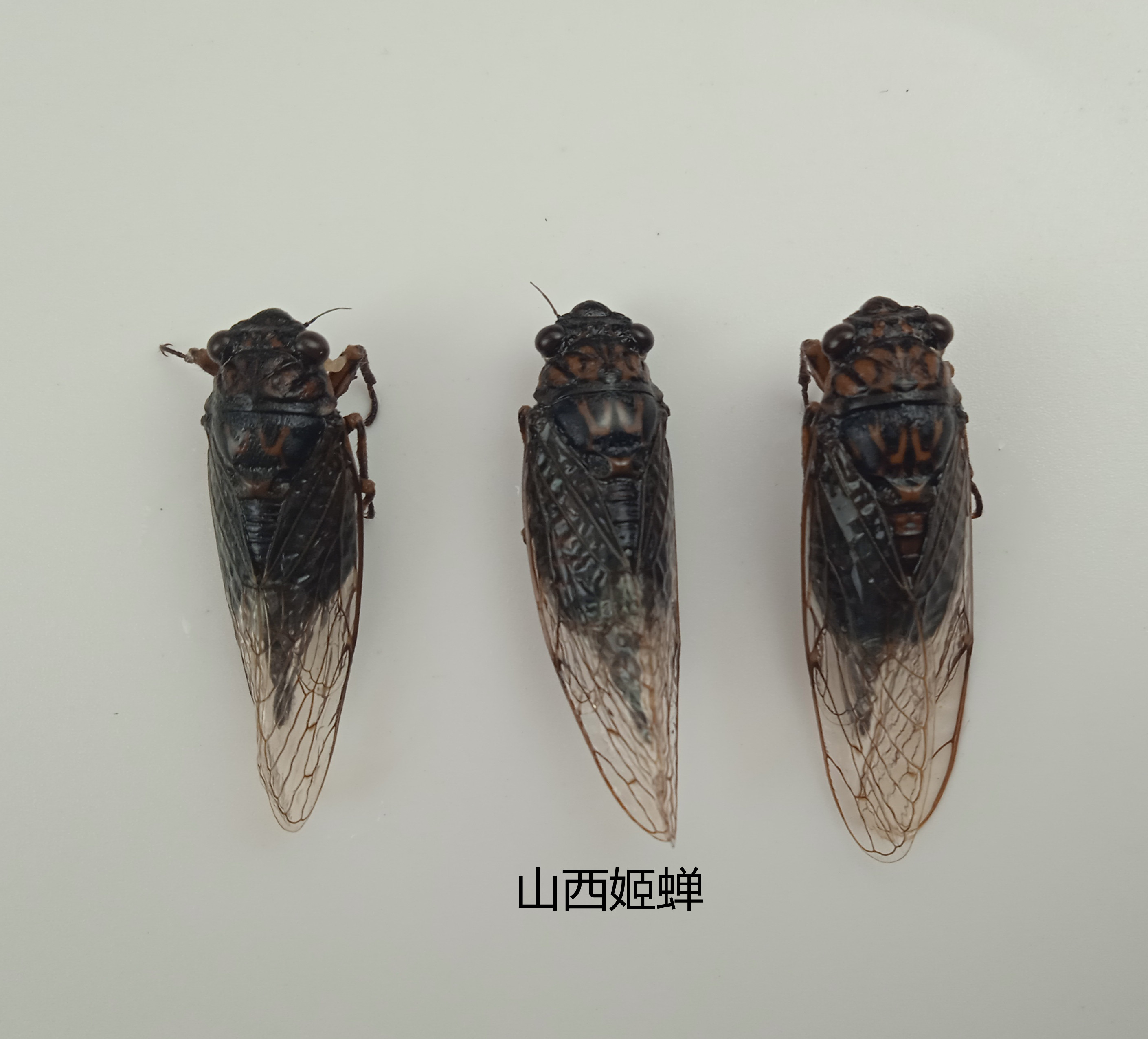 山西姬蝉 Cicadetta shansiensis 昆虫标本 产地广西 114