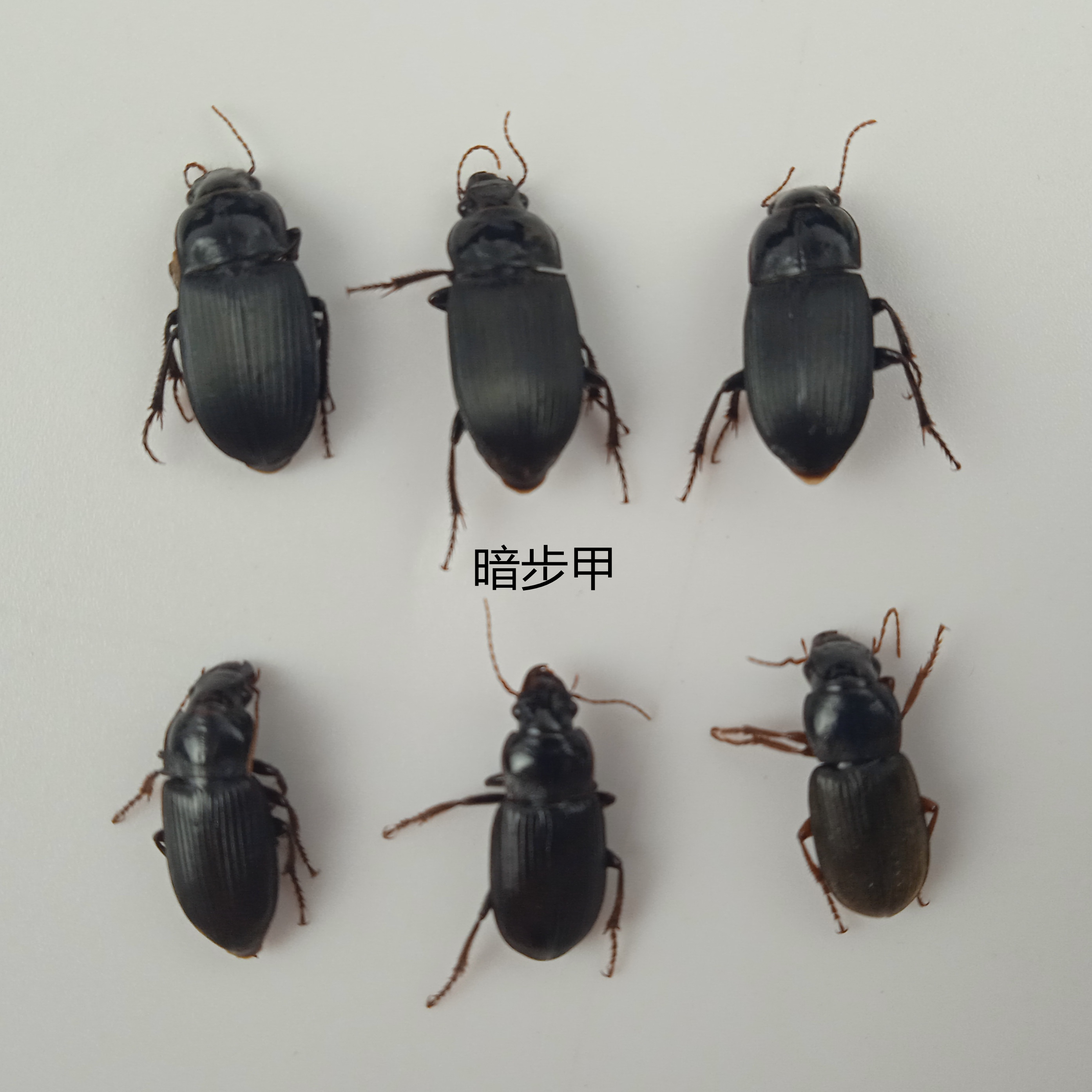 暗步甲 湿虫 未整姿  昆虫标本产地黑龙江  114