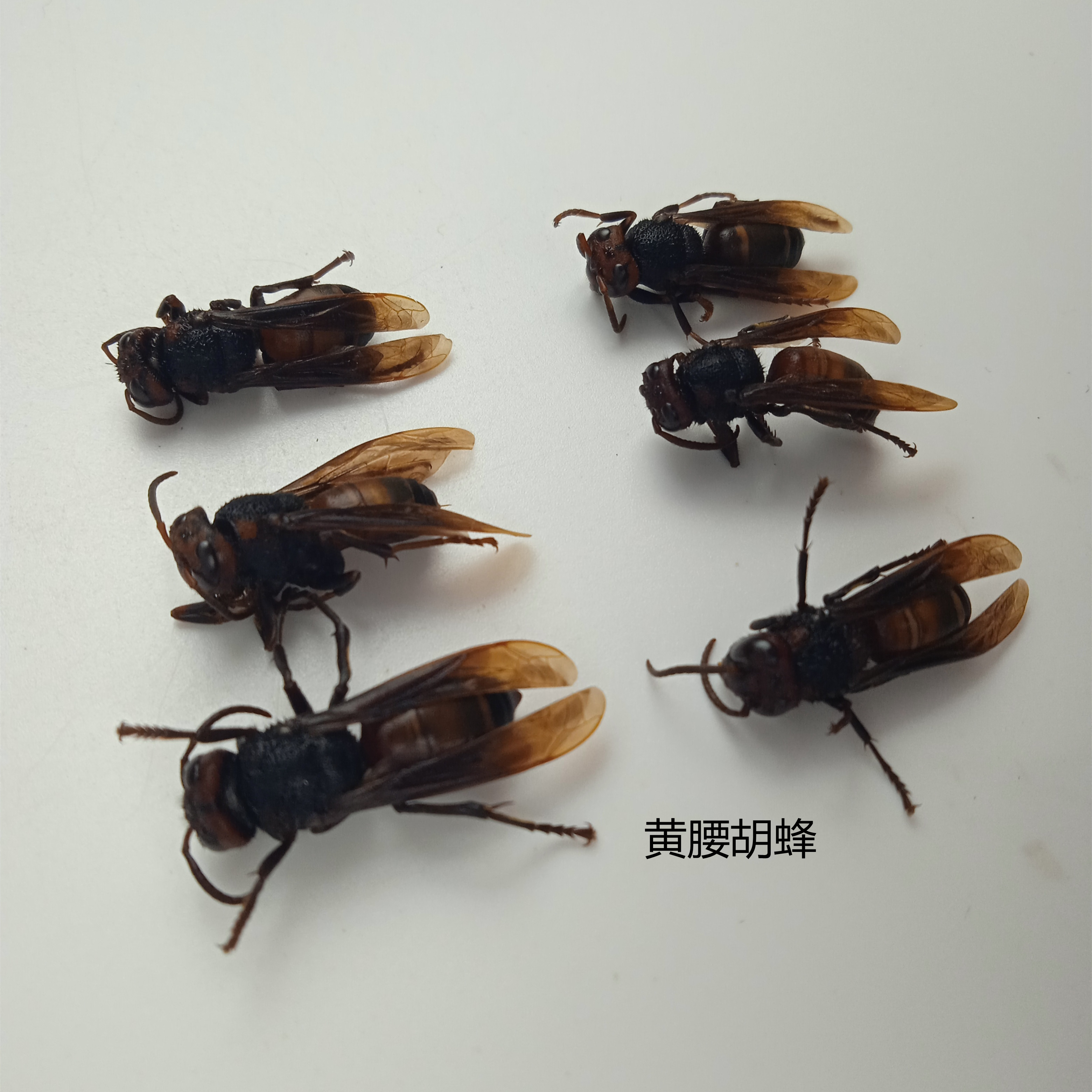 小黄腰胡蜂 Vespa affinis 湿虫 未整姿 昆虫标本 产地浙江 111