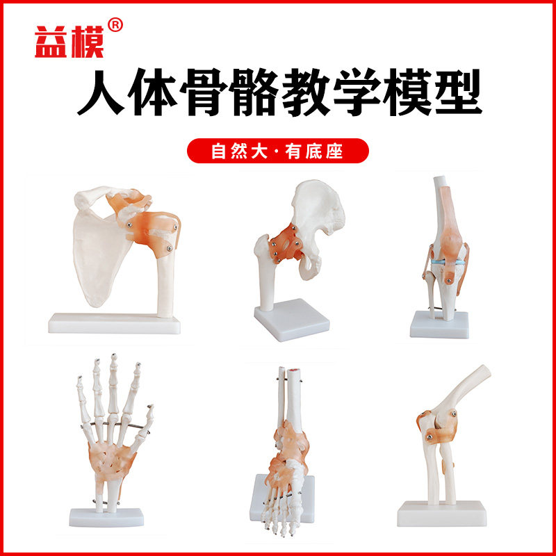 益模 人体膝关节模型肩关节肘关节手关节脚关节髋关节模型髌骨模型1:1骨骼模型骨科附韧带医学结构