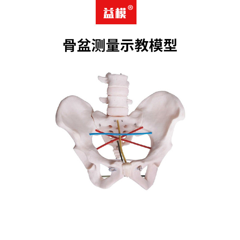 益模   骨盆测量示教模型 骨盆测量练习模型 护士骨盆测量培训模型 骨盆