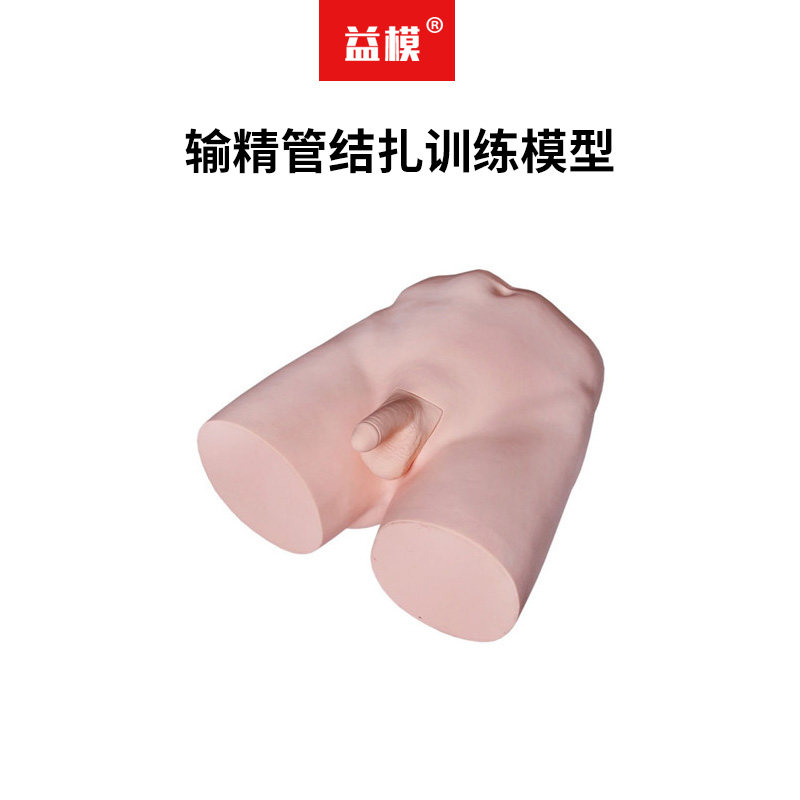 益模  输精管结扎训练模型 训练输精管结扎术操作精管绝育术缝合皮肤模具