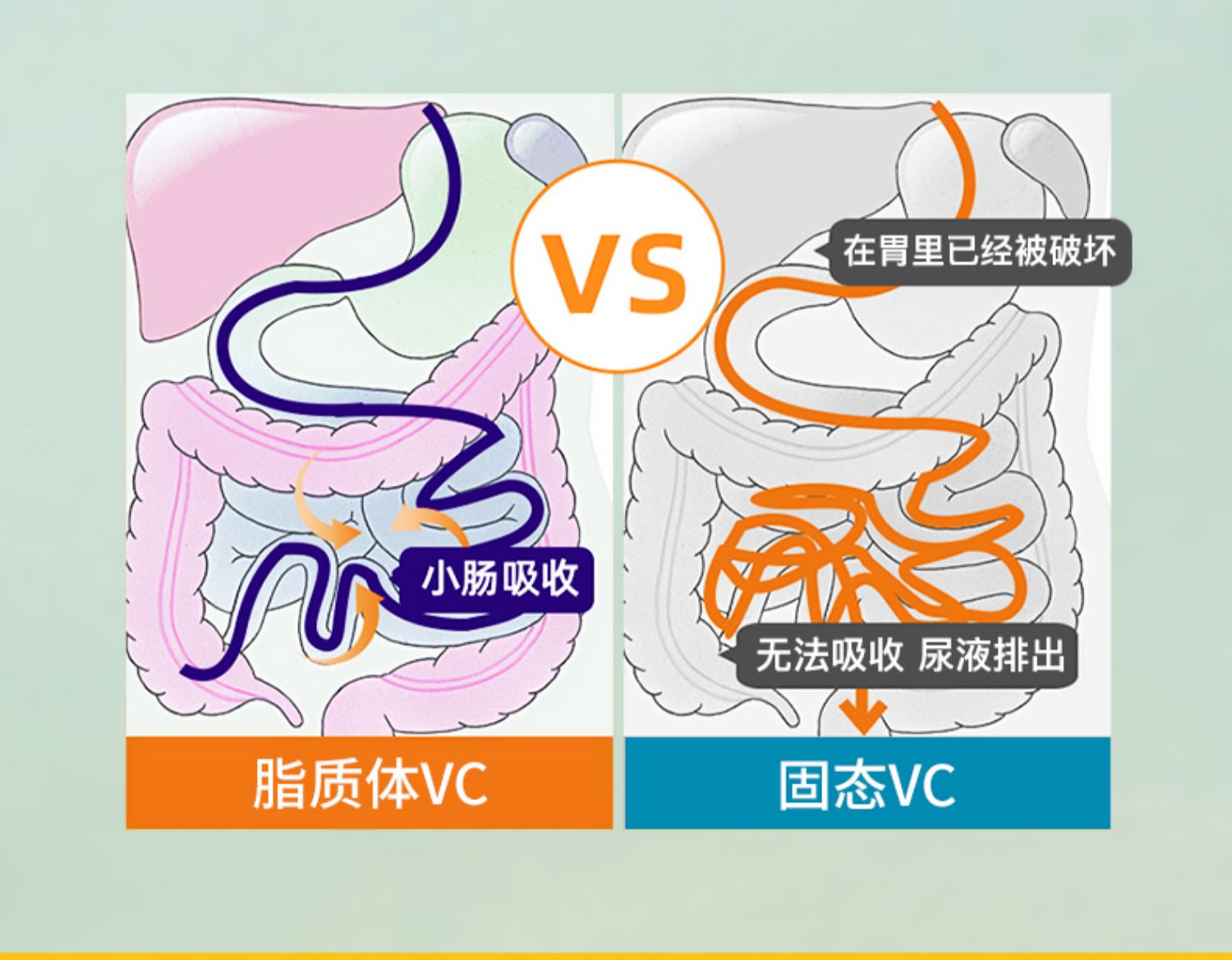 新西兰进口利铂VC脂质体维生C液