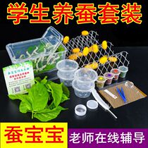 Silkworm Baby Students Raised Silkworms Suit Living 5 Age Giant Silkworm Eggs Young Silkworm Golden Silk Seven Colorful Feed Fresh Mulberry Leaf