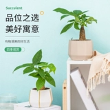 Дерево изготовления зеленые растения современные дома горшок горшок горшок с горшками четыре сезона Чанккинские гидропонные растения