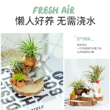 Воздушный ананас Hongyun Положительные растения Внутренний офис на рабочем столе.