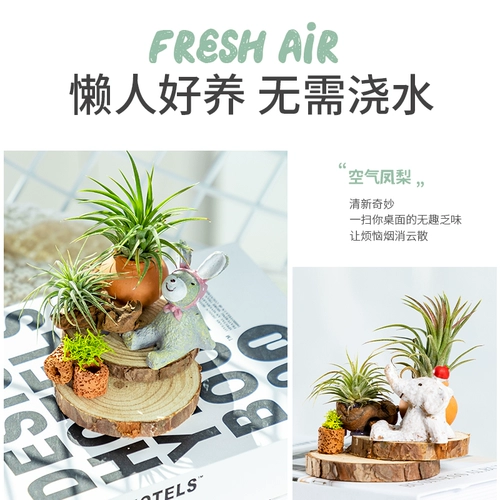 Воздушный ананас Hongyun Положительные растения Внутренний офис на рабочем столе.