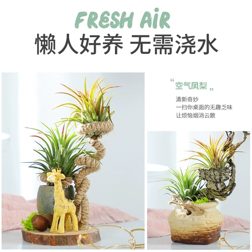 Воздушные ананасы Красные эльфы, выращивание без земли Лениво горшечное растение новинка завода Офис офис настольный столик