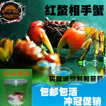 Hand Crab Red Claw Crab Ornamental Crab General Crab Freshwater Crab Live Pet Aquarium Crawling Pet