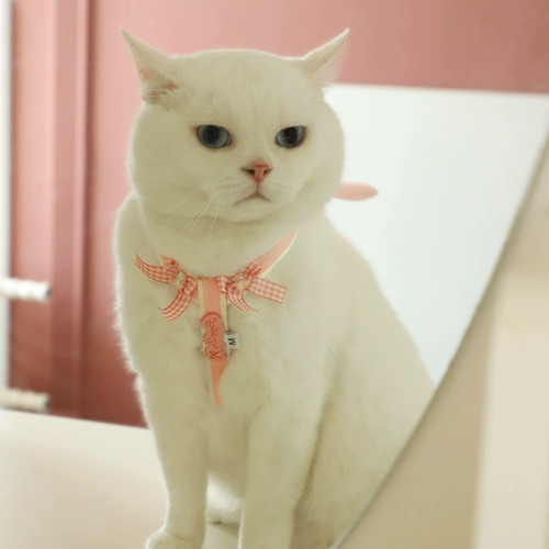 Кошка ходящая веревка фрактериации слайд -кошачья кошка на улице кошка кошка кошка кошка кот кот кошачья веревка для кошки