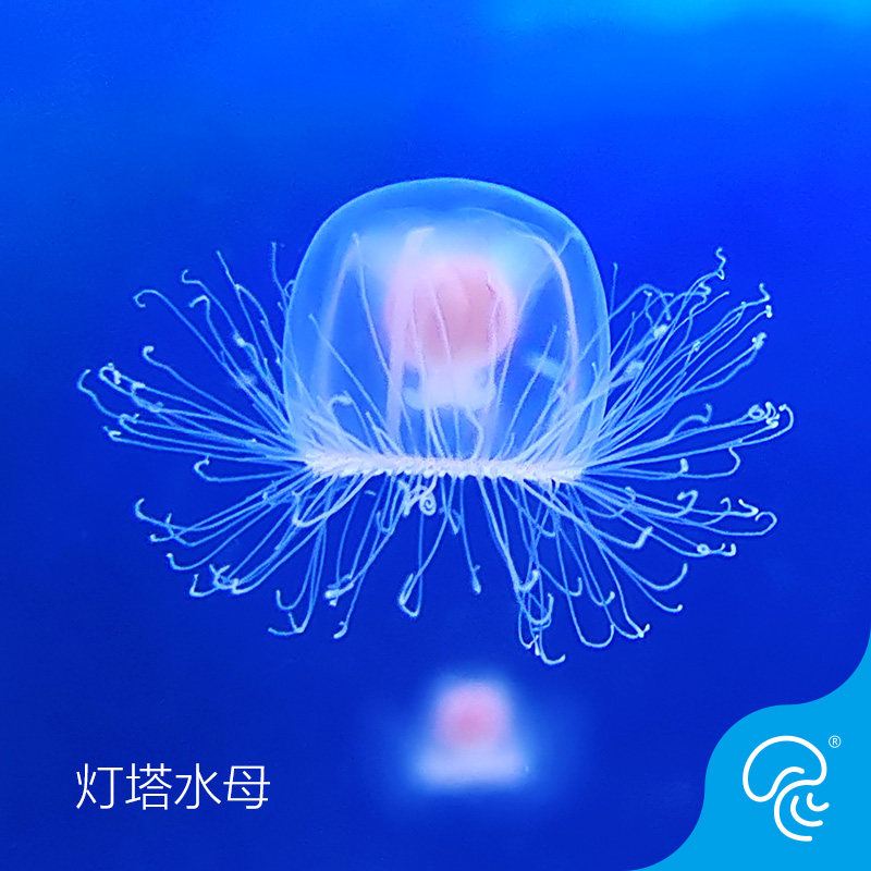 Lighthouse Jellyfish Living Immortality Jellyfish Species Rare Breed Sea Water Ornamental Fish Ornamental Pet Tropical Fish