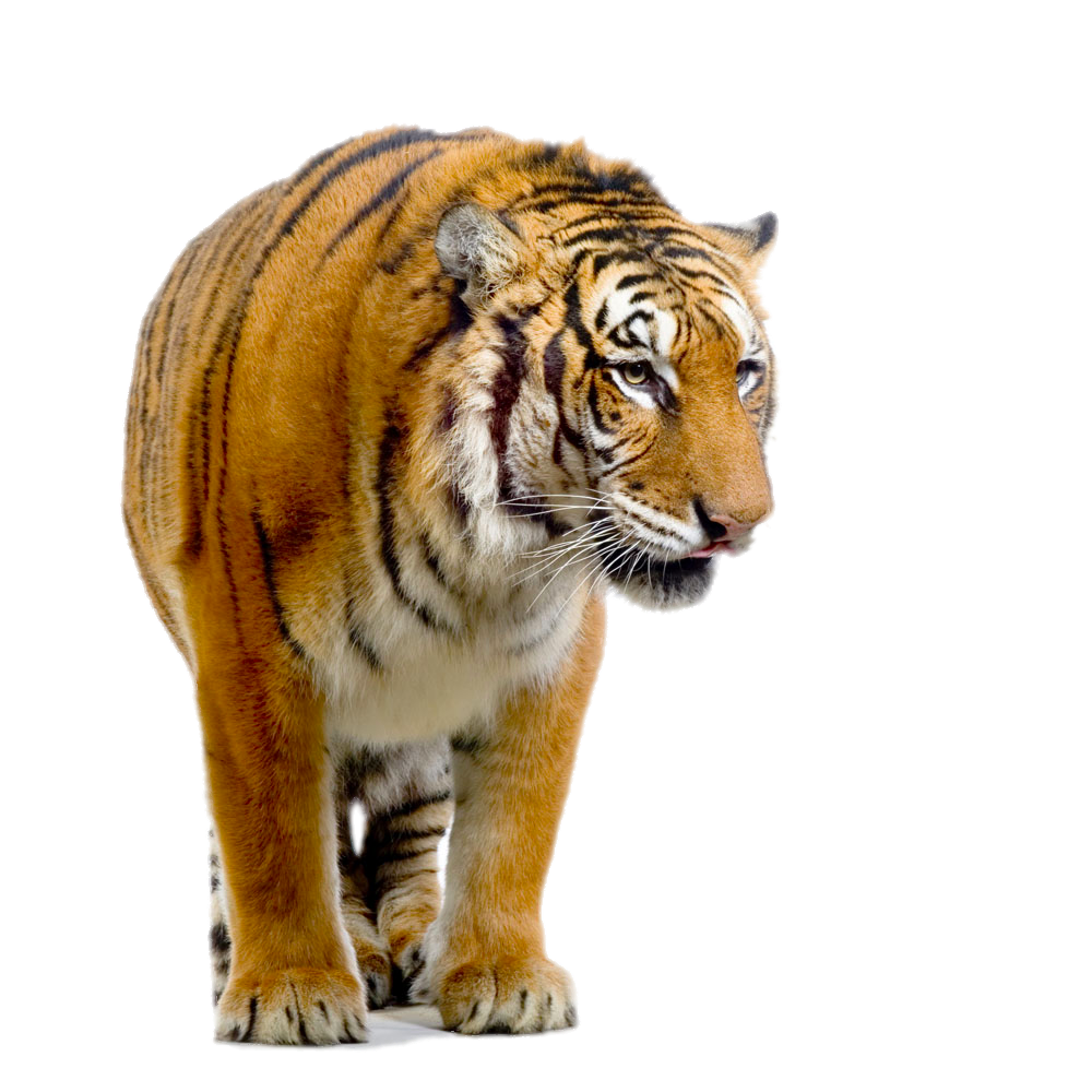 卡通手绘老虎猛虎海报插画png免抠图片水彩老虎虎头动画ps素材