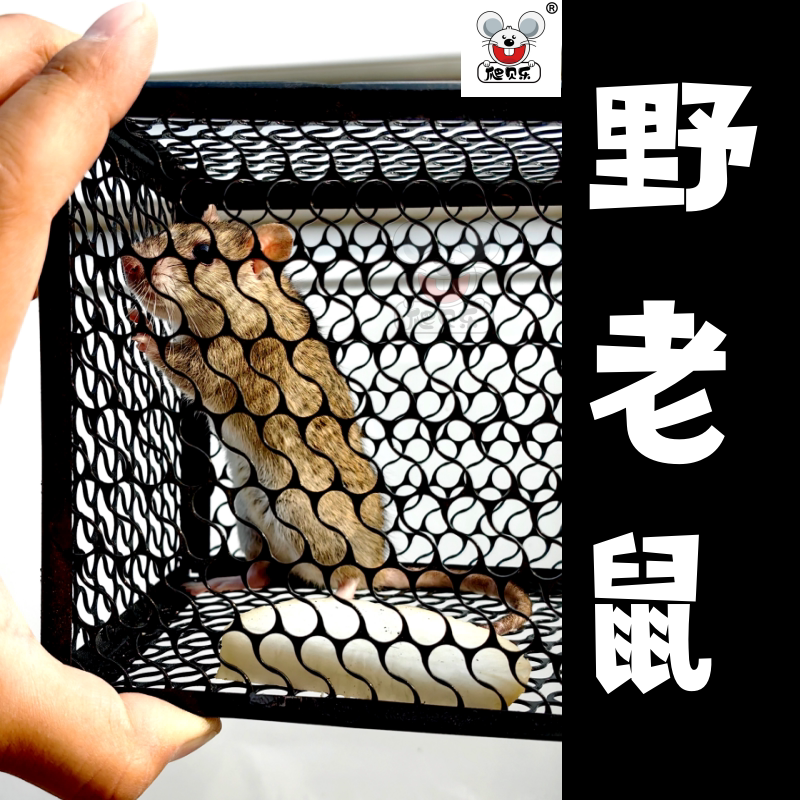 野老鼠现逮捕耗子老宅子黄褐鼠