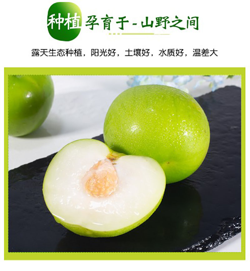 云南牛奶青枣 5斤 新鲜现摘 图2