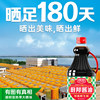 Chubang Soy Sauce 1.95kg Brewed Soy Sauce Authentic for Home Use, Coloring, Braising, Stir-Frying, Marinating, Braised Meat, Stewing