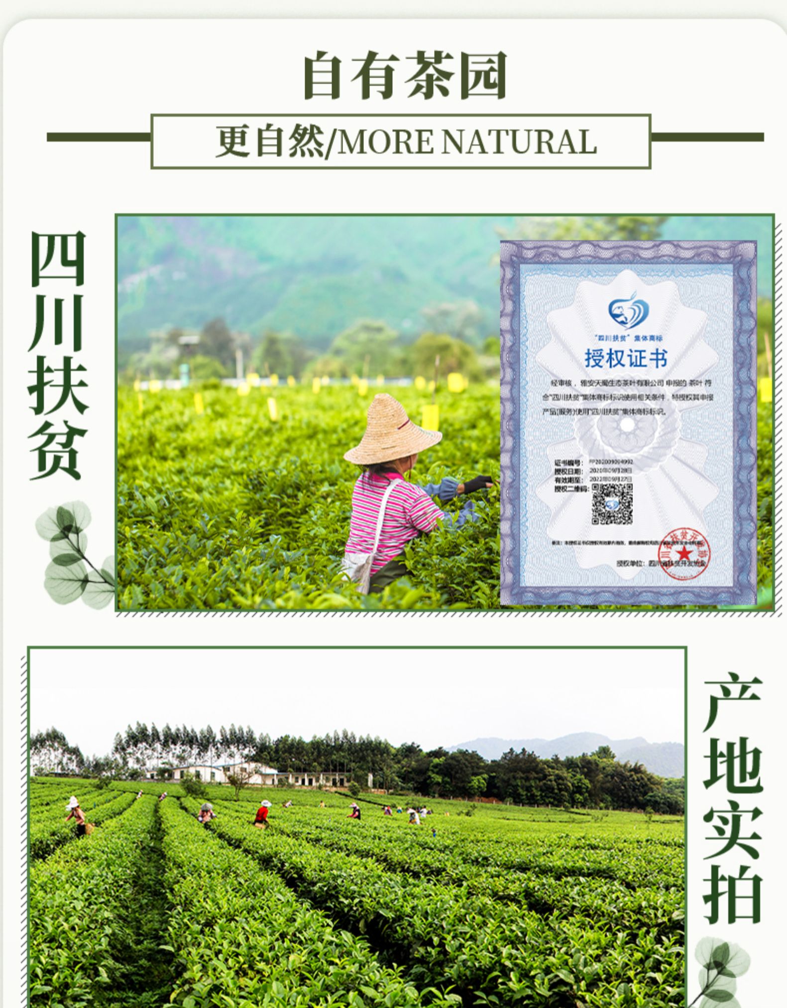 天蜀 2021蒙顶上新茶绿茶 图7