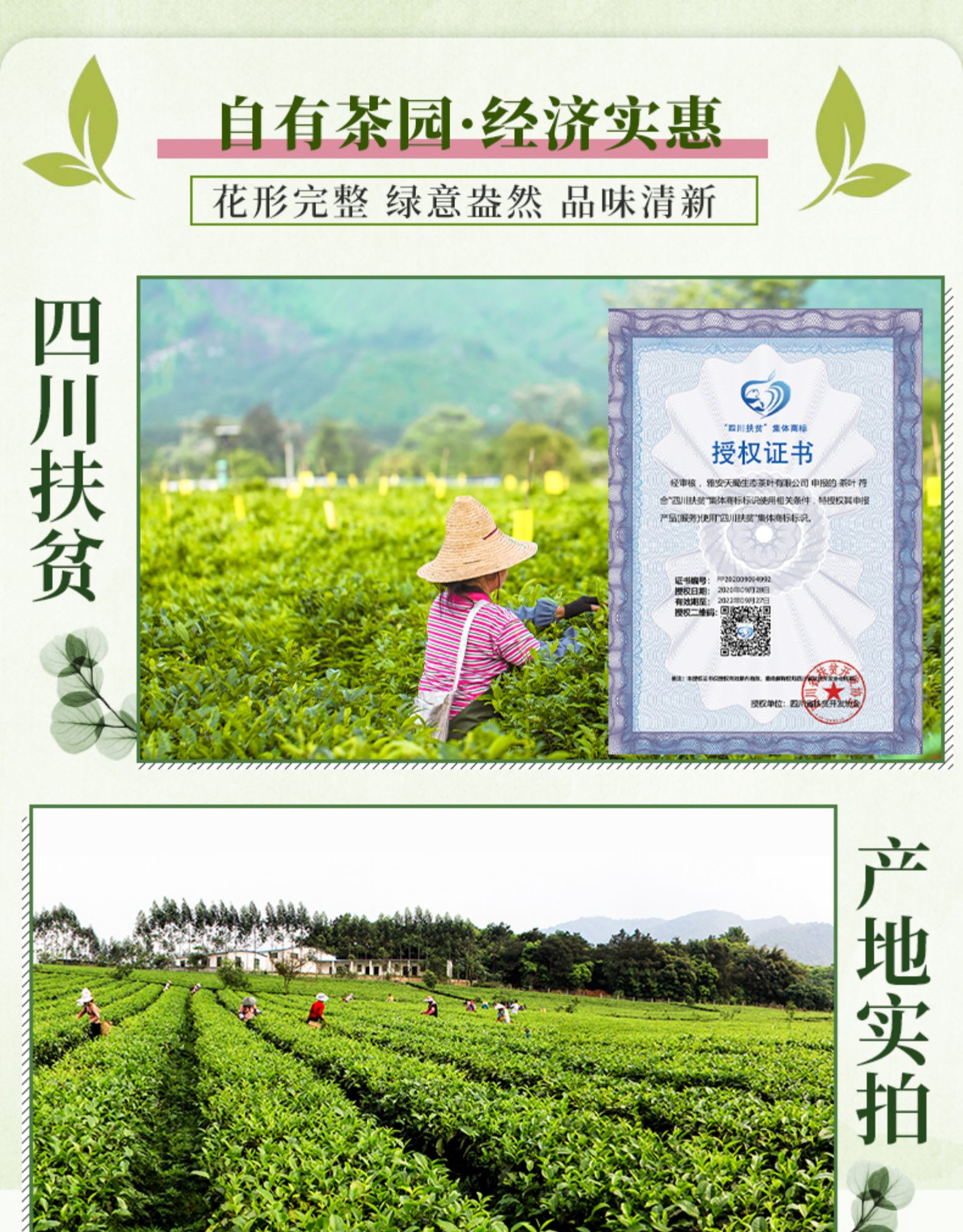 天蜀 蒙顶山茉莉花茶 50g 蒙山毛峰绿茶+横县茉莉花 图10