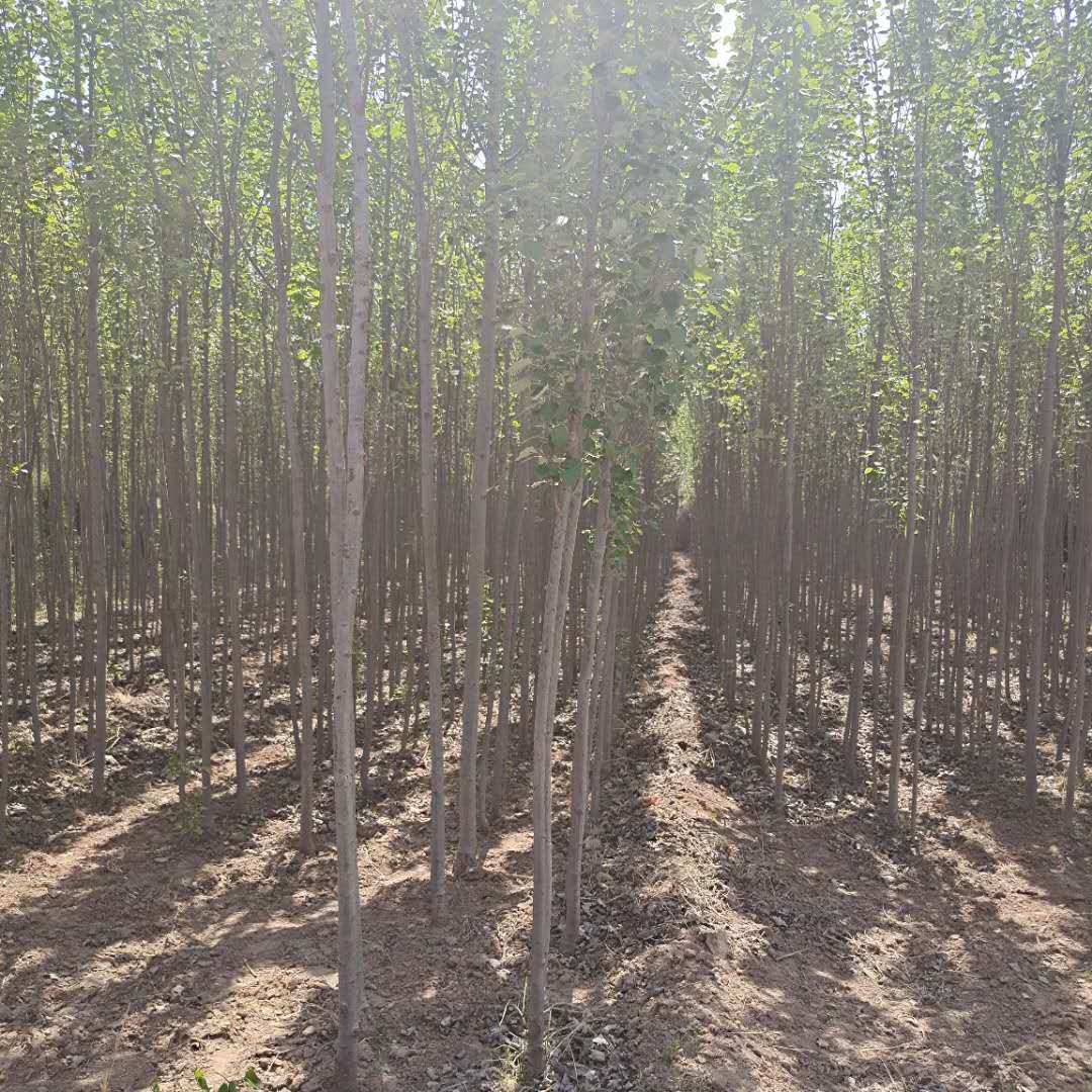 院子外面种杨树好吗,院墙外种杨树吉利吗,院子前面有杨树好_大山谷图库