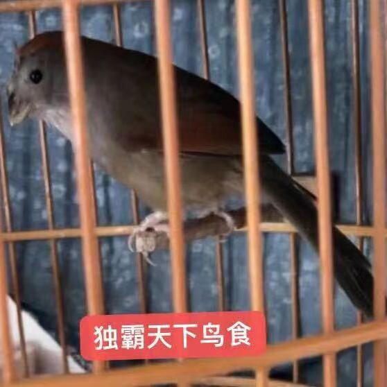 贵州名扬天下鸟食的LOGO