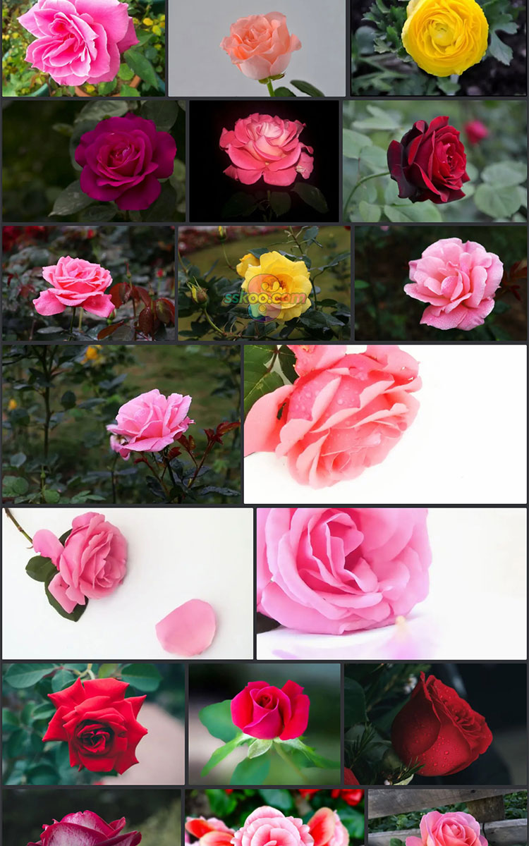 高清月季玫瑰花朵花卉鲜花特写风景JPG图片摄影照片背景设计素材插图3